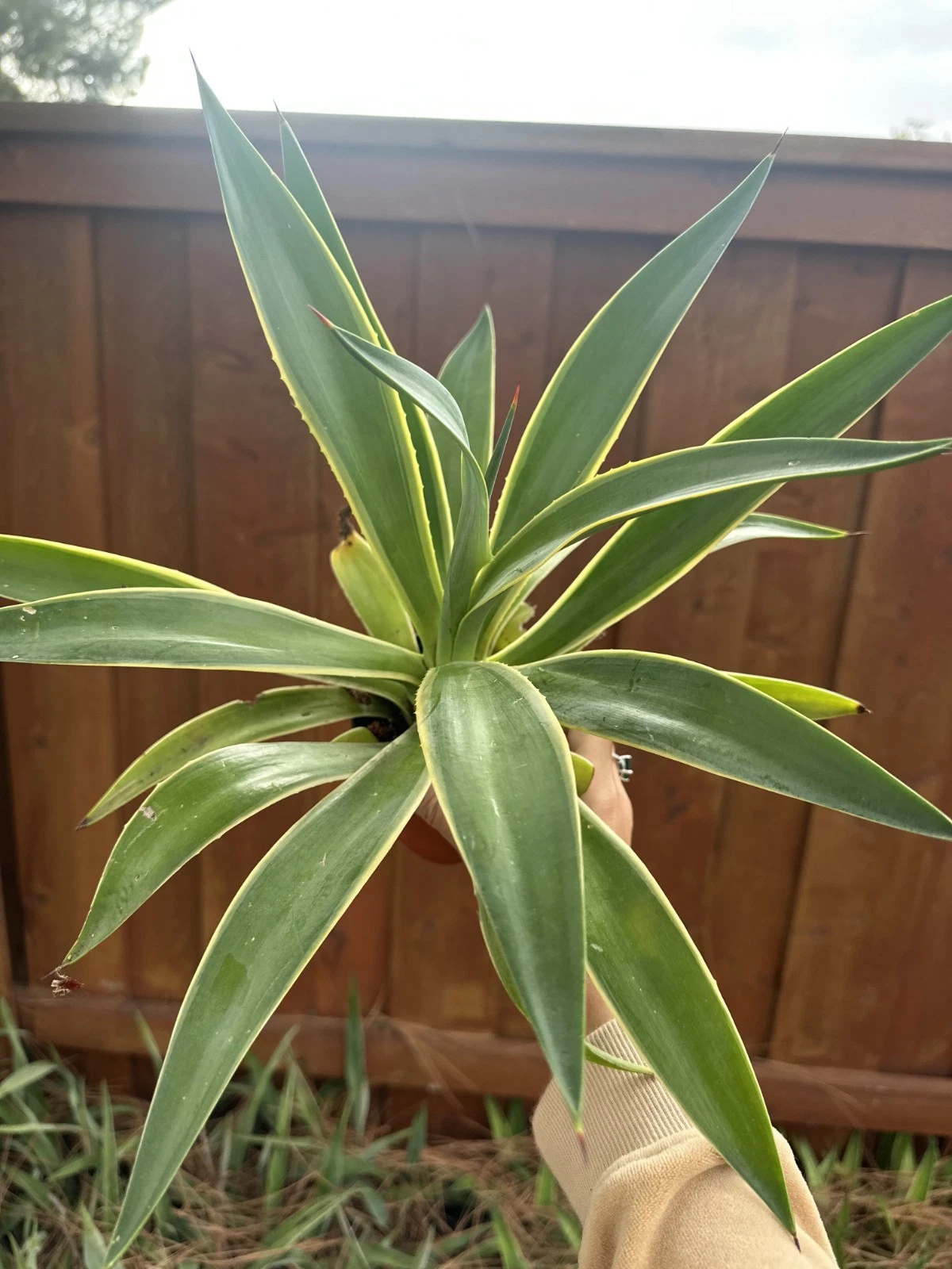 12" Rare Variegated Fox Tail Plant Planter Indoor/Outdoor Succulent Home Decor
Opens in a new window