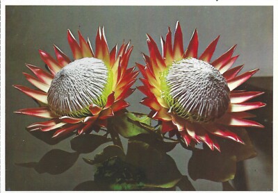 13531 - Postkarte mit Protea Cynaroides, riesiges Protea