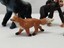 Safari-ltd-Mini-Figure-Lot-Chimpanzee-Whale-Fox-Shark-Horse-Gorilla-Panda-Bear thumbnail 4