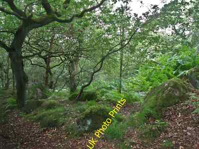 Foto 6x4 Holz am Wildschwein Clough Crowden \/SK0799 Kleines Holz am Fuß um 2015