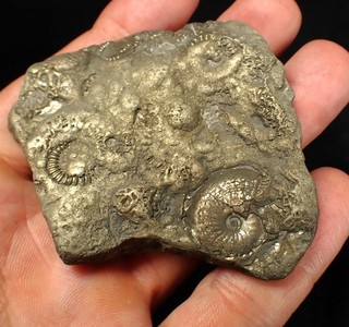 LARGE pyrite multi ammonite fossil (76 mm) Crucilobiceras Charmouth Jurassic UK