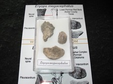 Permian Eryops giant amphibian fossil VERTEBRA in display Red Beds Texas #2