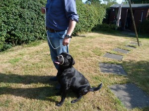 dog head collar figure eight