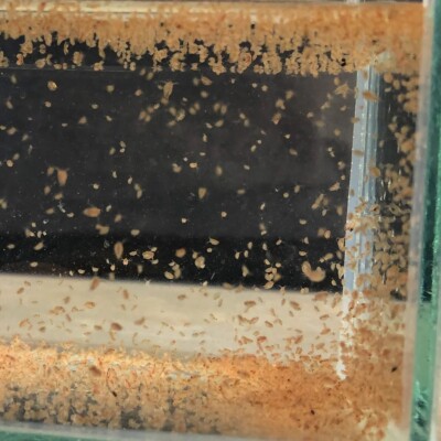 700+ Live Daphnia Magna FREE PRIORITY SHIPPING