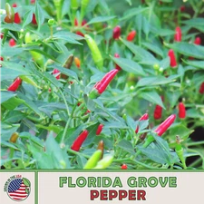 25 Florida Wild Grove Pepper Seeds, Organic, Super Hot, Non GMO, Genuine USA