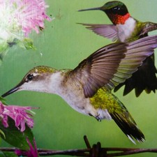 Buffalo 500 Piece Puzzle Audubon Ruby-Throated Hummingbird