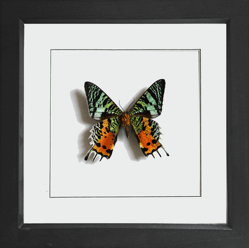 Mariposa real enmarcada, polilla al atardecer de Madagascar - Chrysiridia urania ripheus REV - Imagen 2 de 2