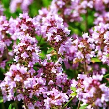 2000 Wild Thyme Seeds -Creeping THYME - LEMON THYME (Thymus Pulegioides) Non-GMO