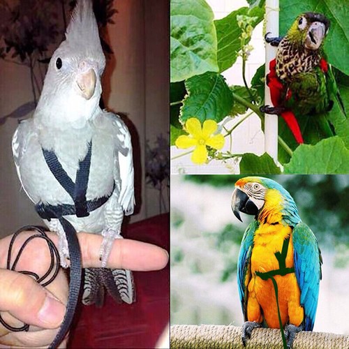 Outdoor Parrot Training Harness & Leash - Cockatiel Bird Flying Rope Lead AU - Picture 7 of 20