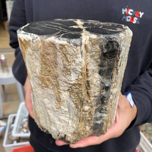 16,8 Pfund seltenes natürliches versteinertes Holz Rohholz Fossil Mineral Probe Heilung - Bild 6 von 11