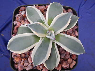 stieleiche bonsai Phyllanthus emblica