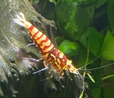 10+1 Red Pinto & Galaxy Shrimp (Mixed Grade S-SSS) Live