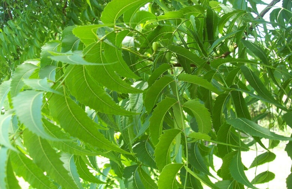 5 OZ US Grown Organic Neem Tree Leaves from TEXAS 18 yr old tree fresh ...