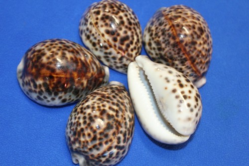 Große Tiger Kaurimuscheln / große Kaurimuscheln, 3 Zoll plus, SS-134 - Bild 10 von 12