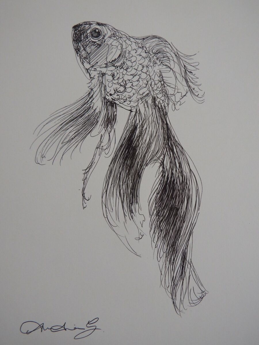 Original Pen & Ink fish drawing sketch of a goldfish on ivory