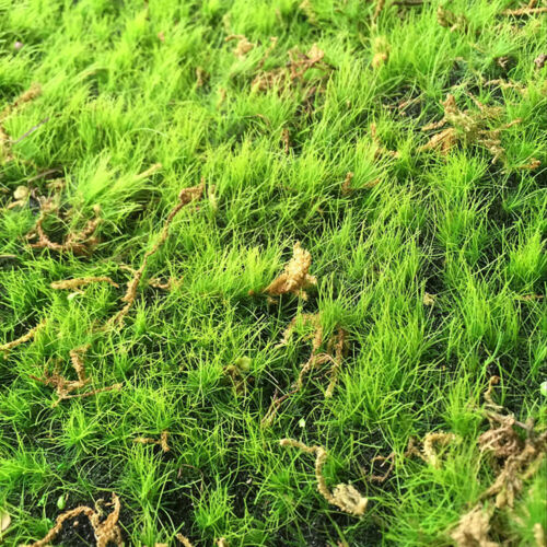 Artificial Lawn Simulation Moss Grass Green Plants Micro Landscaping Decor DIY - Zdjęcie 1 z 8