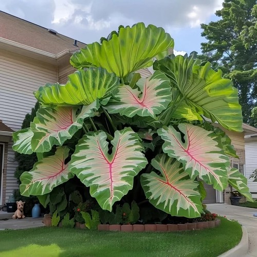 100Pcs Caladium Flower Seeds Rare Color Perennial Garden Open Air Bonsai AU*POST - Picture 7 of 12