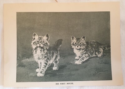MY FIRST MOUSE N. Parker Die Erste Maus Having His Hair Cut 1910 Katzen Cats