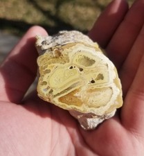 Rare Variscite Wardite Crandallite Little Green Monster Mine Specimen UT Polish