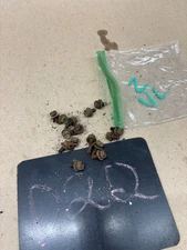 Original Ford 351M 351C 400 ENGINE VALVE ROCKER COVER COVER BOLTS SET LOT OE BBF