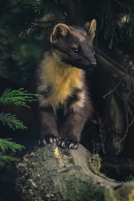 ZOO *  Wildlife *  Postkarte *  Baummarder  *  Marder  * Pine  Marten  POSTCARD
