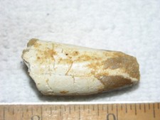 Dinosaur fossil tooth Spinosaurus Cretaceous Era bigger 1.5 inch long Y74