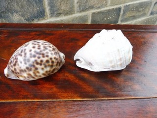 A pair of large seashells including a Tigre Cowrie