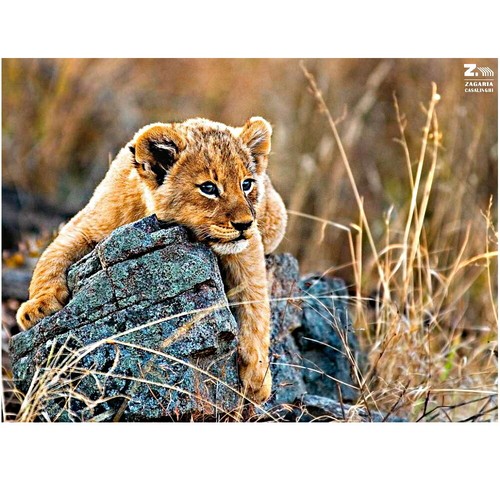 PUZZLE PICCOLO LEONE DELLA SAVANA 200 Pz PER BAMBINI + 8 ANNI RAVENSBURGER - Foto 2 di 2