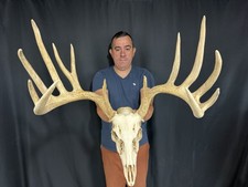 189&rdquo; Whitetail Deer Skull Rack Antlers European Taxidermy Mount Cabin Decor Buck