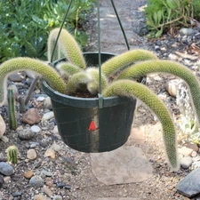 Cleistocactus Winteri ssp. Colademononis 'Monkey Tail Cactus'