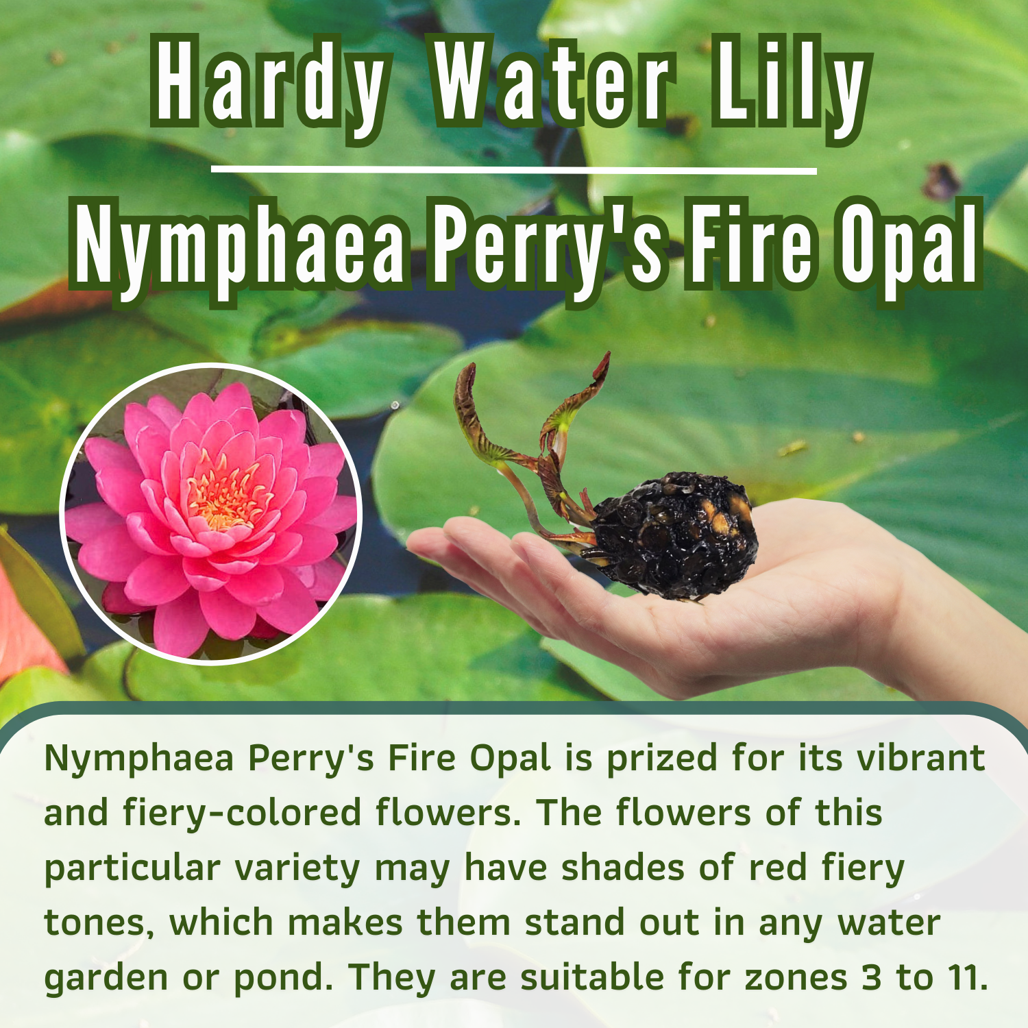 Opal Perry Perry's Fire Opal Red Hardy Waterlily Live Fresh Tuber Plants Pond ...