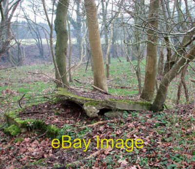 Photo 6x4 Hut foundation amongst the trees Hut foundation amongst the tre c2015
