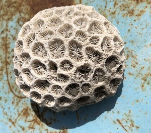 Sea Star Brain Coral Fossil Grooved Brain Dried Coral 3.25” 215 Grams