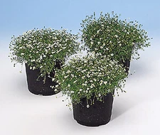 Sagina (Irish Moss) subulata Irish Moss    10,000 seeds