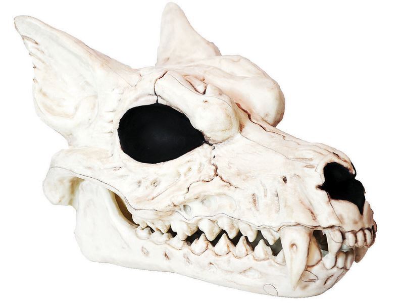 Werewolf Skull Wolves Dog Prop Halloween Haunted House Decor Skeleton Head Wolf