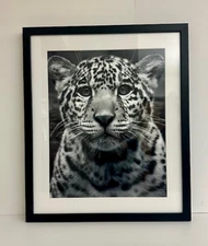 Jaguar Cub Photography Prints - Wildlife Fine Art- 13x19 Framed Limited Run