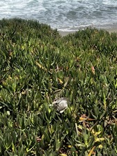 50" GUPPY GRASS Najas Guadelupensis - BACK IN STOCK