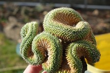 Kaktusy: Turbinicarpus lophophoroides do cristatus 13 x 13 cm, WE własne rts