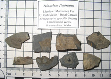 Ordovician trilobite fossil Trinucleus fimbriatus from Wales fossils lot #5