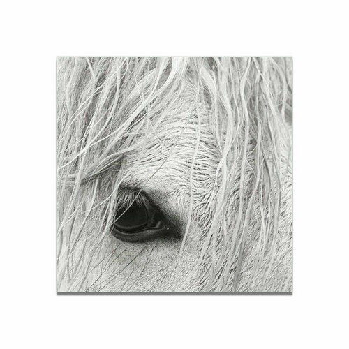 Animal White Horse Canvas Art Print Poster Living Room Wall Picture Modern Decor - Picture 12 of 17