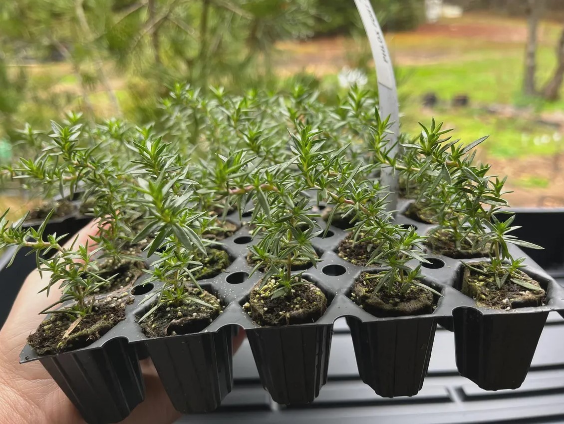 Set 2 Creeping Phlox Pink Fort Hill Starter Plant - 3-6" Tall Plug - Groundcover