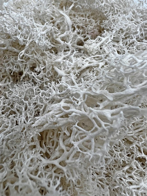 Bergamo Art 95g Preserved Reindeer Moss in White