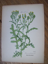 Antike Chromo-Lithographie Flora ~1890 Wald Kreuzkraut (Senecio silvaticus)