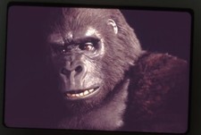 1976 Topps King Kong Trading Cards 24