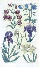 1757 Botanical MARTAGON JONQUIL IRIS COLUMBINE John Hill Pl 39 (EG13)