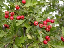 Single Seed English Hawthorn, Crataegus monogyna, Tree Seeds