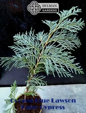 Oregon Blue Lawson False Cypress - Chamaecyparis lawsoniana 'Oregon Blue' 8-10"