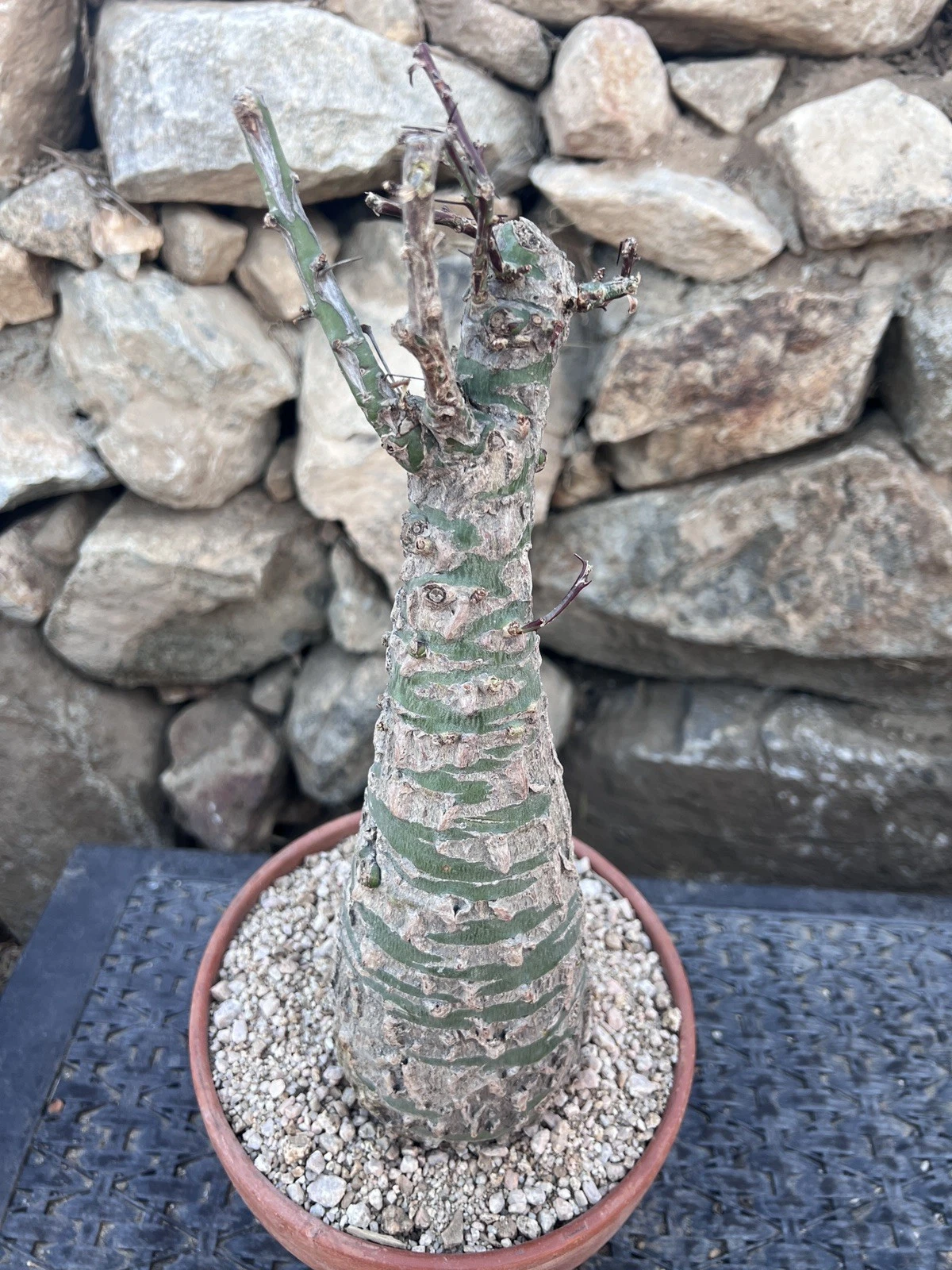 Fouquieria Fasciculata rare!