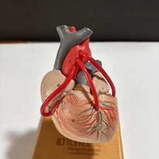 Rare ,Cardiology Office Medical Display Of Toprol