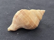 Thais Lamellosa Sea Shell 35mm - Tacoma, Washington, 1966